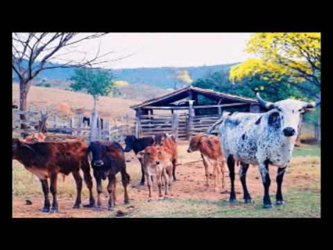 Tonico e Tinoco - pingo dágua