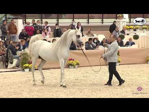N 81 PICCADILLY   Italian Nationals 2021   Stallions 4 6 years old Class 10