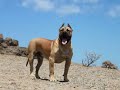 Dogo Canario - Turco de la Isla de los Volcanes