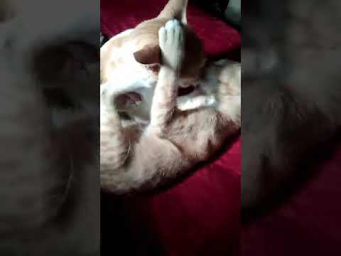 cat caring its kitten 😘😚😣