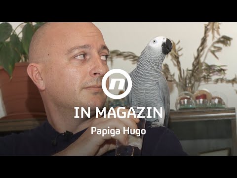 Papiga Hugo govori više od dvije tisuće riječi - IN MAGAZIN