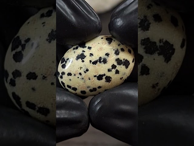 حجر دلميشن جاسبر طبيعي