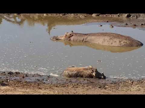 Djuma: Hippo, Warthogs and Giraffes - 15:12 - 10/18/19