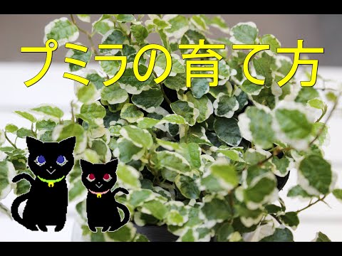 ススキ「プミラ」 植物