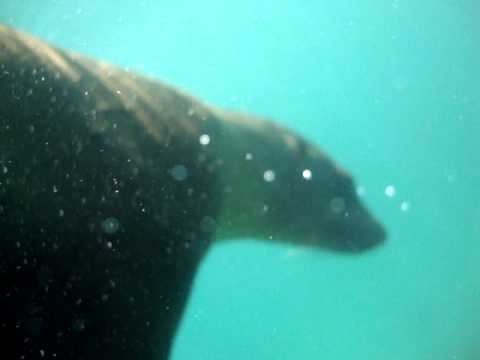video   lobo marino close encounter