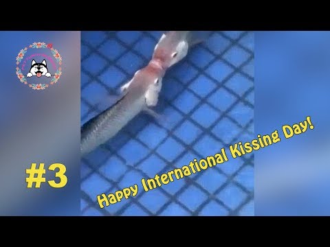 Very funny animals dogs cats EP3-Happy International kissing day!-Pet Funny Moment