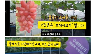 적포도 '소평홍' 품종 소개 및 샤인머스켓 2가지 방법 T자 유인  생육상황