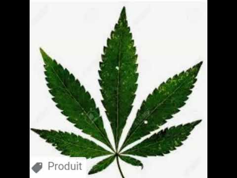 Z7 and neysa  (officiel audio ) boulel roulel ralel trap