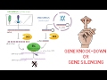 RNAi Gene Knock Down