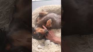 へそ天ネルくん🐶 #ミニチュアダックスフンド #眠る #puppy
