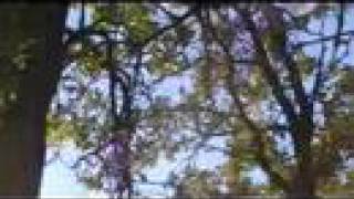 Cuckoo, Cuckoo - Animal Collective