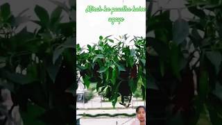 Mirch ke paudhe ko ghar per kis tarah ho gaye hain