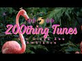 Beautiful Flamingo Watering Hole Ambiance To Relax Study To San Diego Zoo ZOOthing Tunes LoFi