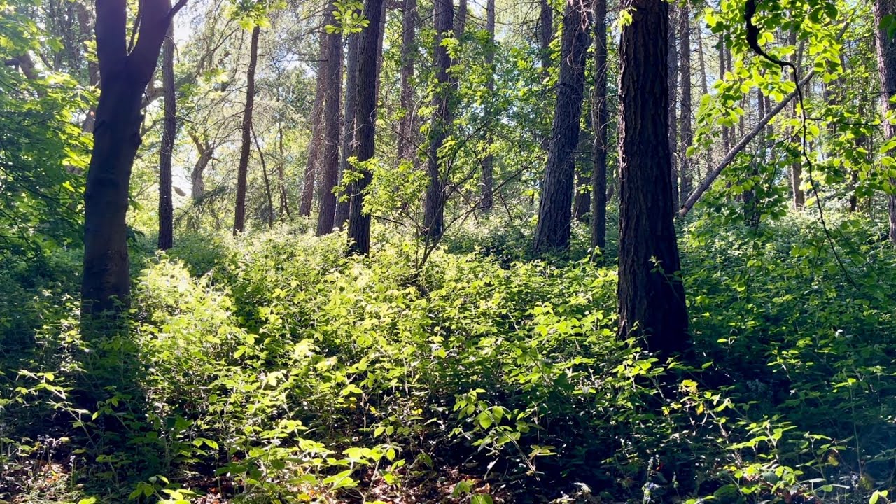 Etherow Country Park Walk Stockport Cheshire. Absolutely stunning!!