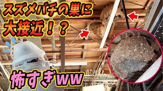 スズメバチの巣に大接近！？キイロスズメバチの巣を間近で観察してみた！