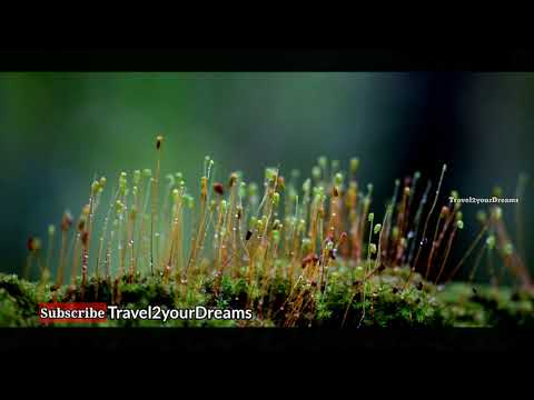 A Rainy day in the Nest of Nature | Kerala | Cinematic attempt