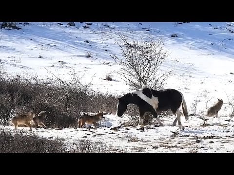 Die Reaktion des hungrigen Wolfsrudels auf das Wildpferd ist unglaublich!