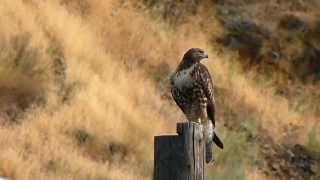 preview picture of video 'Falcon Bird of Prey.  Riggins Idaho'