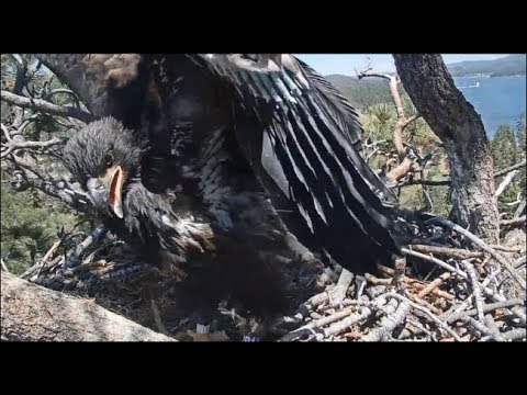 Big Bear Eagles ~ Simba Look At Me Now!! Go Go Go Wingers & Hops 6.22.19