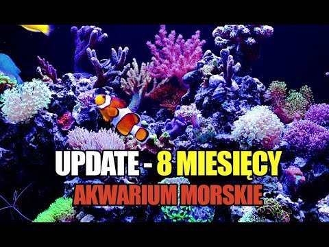 (65) Glossy Reef 200 - Update - 8 miesięcy - Akwarium morskie bez sumpa - Reef aquarium