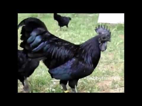 BEST OF THE BEST AYAM CEMANI