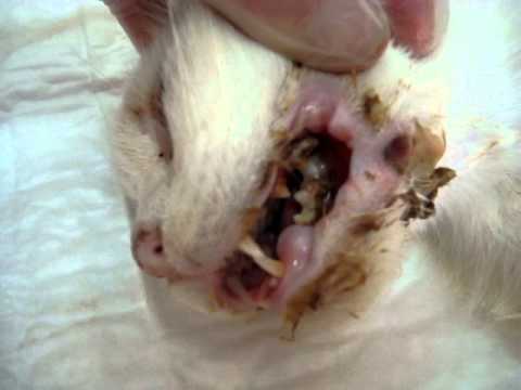 do not feed chicken bones to cats.MPG