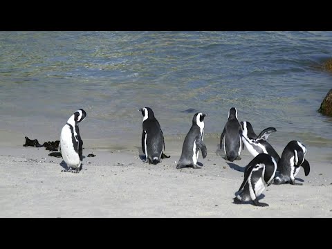 Endangered African penguins under threat from tourism | AFP