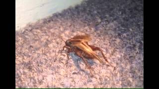 Cricket Chirping in HD