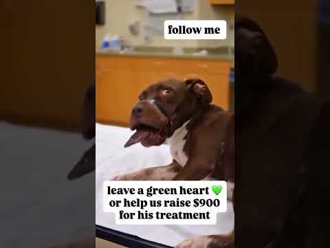 . ❤️DONATE BELOW ⬇️ PayPal link in bio #NewYork #LosAngeles #Chicago #Houston #phoenix