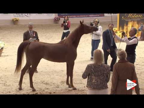 N.32 BON CHANGE BY FLUKE - Milan 2016 - Fillies 3 years old (Class 3)