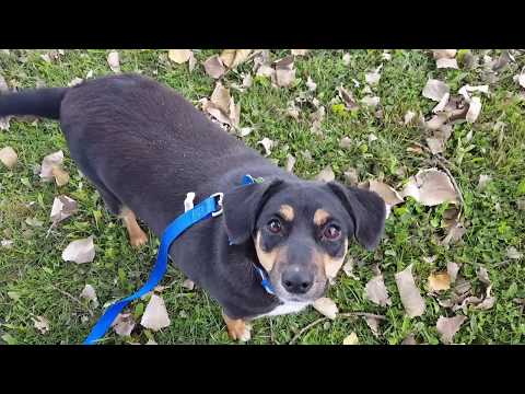 Rolo, an adopted Beagle & Miniature Pinscher Mix in Normal, IL_image-1