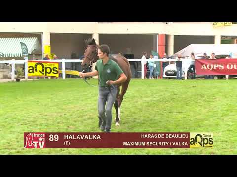 Show Aqps Ouest 2019 : Lot 89 - HALAVALKA