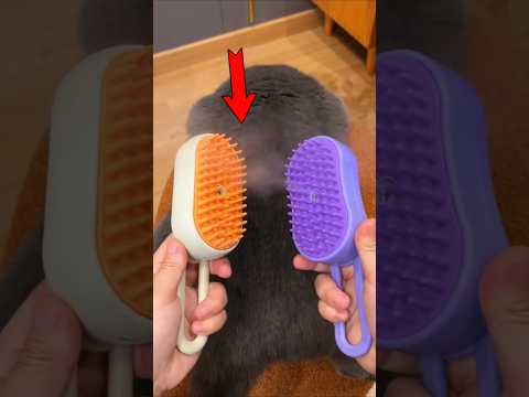 This Cat LOVES Getting Her Fur Brushed(@nuovalifegb)😺#cat #cats #catvideos