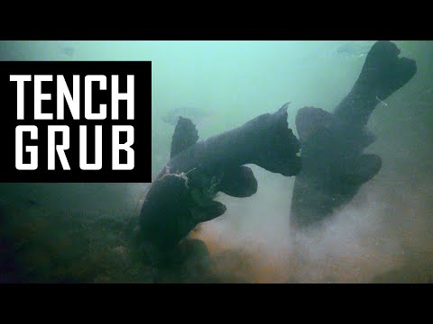 Underwater Tench fishing with live comments! Feeder fishing. Method feeder
