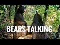 Black Bears Talking Sound On