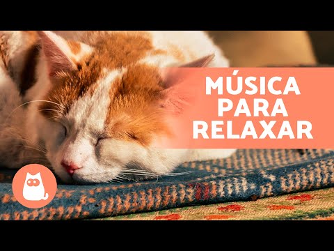 Música RELAXANTE para GATOS estressados 🐱💫 Relaxe e acalme seu felino!