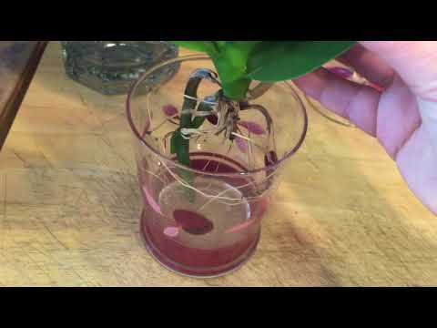 Phalaenopsis water culture orchid 6 month update