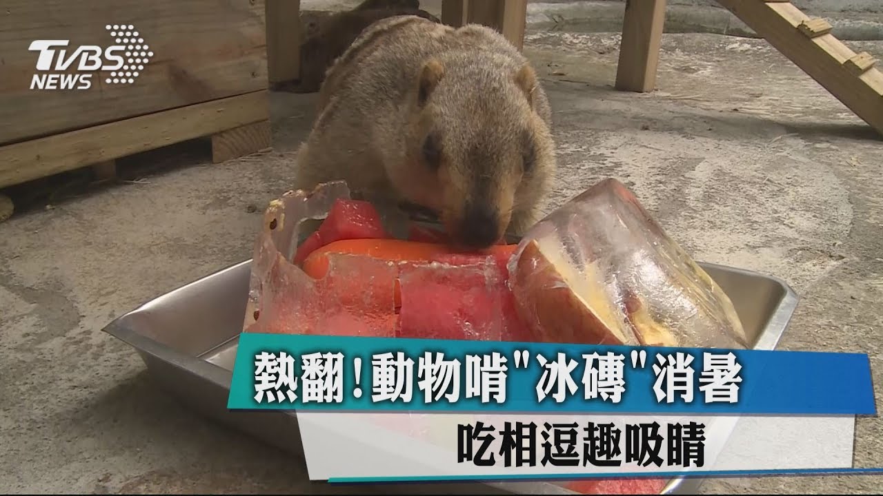 熱翻!動物啃「冰磚」消暑 吃相逗趣吸睛