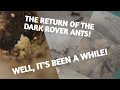 It S Been A While My Brachymyrmex Patagonicus Ants
