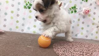 ハーフ犬の動画01