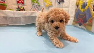 ハーフ犬の動画01