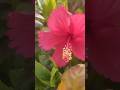 Kanagambaram Sembaruthi Rosé South Garden Organic Flowers Youtubeshorts