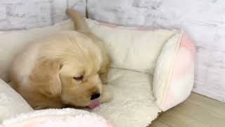 ゴールデンレトリバーの動画01