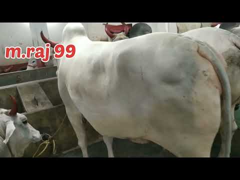 Beautiful 🥰 Cow sale 🌹ALLAH RAKHA CATTLE FARM🔥 (RAJA BHAI)