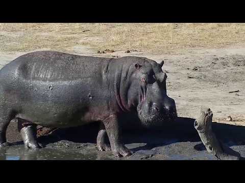 Djuma: Elephants, Giraffe and Hippo - 15:36 - 10/12/19