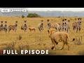 PRIMAL INSTINCT The Lion S Silent Hunt Begins Full Episode Wildlife Documentary