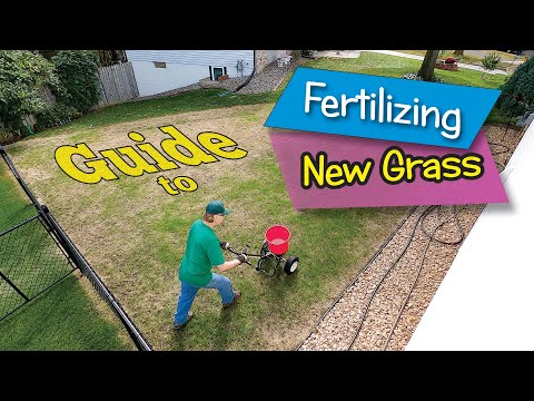 Guide to Fertilizing New Grass Seedlings
