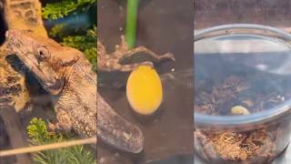 Lil Duval’s Reptile Pet Laid An Unexpected Egg & He Do Not Know What To Do With It🤔