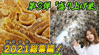 黄金の巣蜜を作る！ニホンミツバチの巣箱で盛り上げ巣作り4ヶ月間のまとめ【2021総集編】