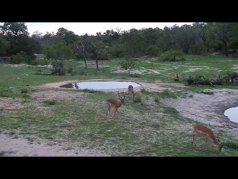 Djuma: Impala rams all wound up chasing and snorting like in rut - 18:20 - 12/13/19